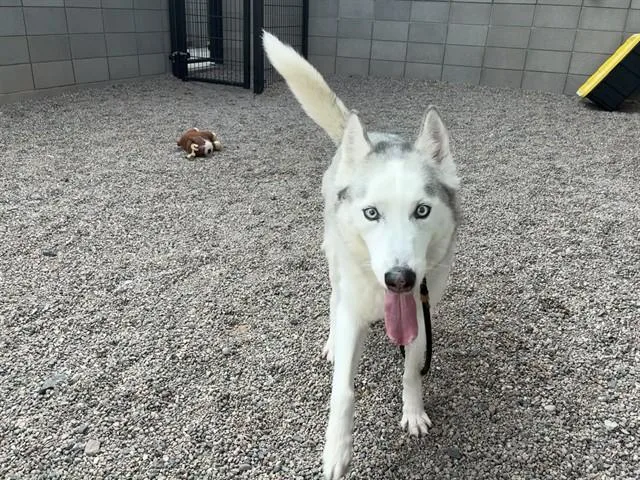 A senior large-sized male Siberian Husky dog named Max for adoption in Mesa, AZ