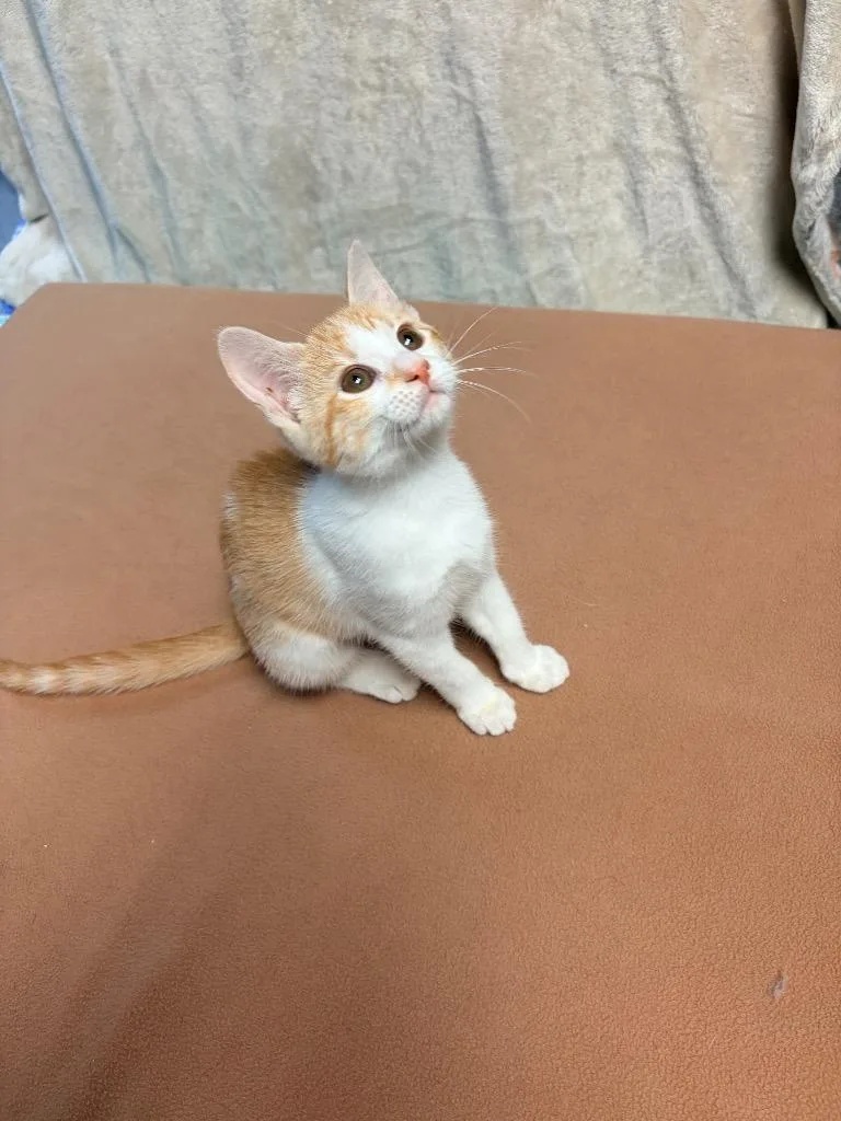 A baby medium-sized female Domestic Short Hair cat named Pretzel for adoption in Huntington, IN