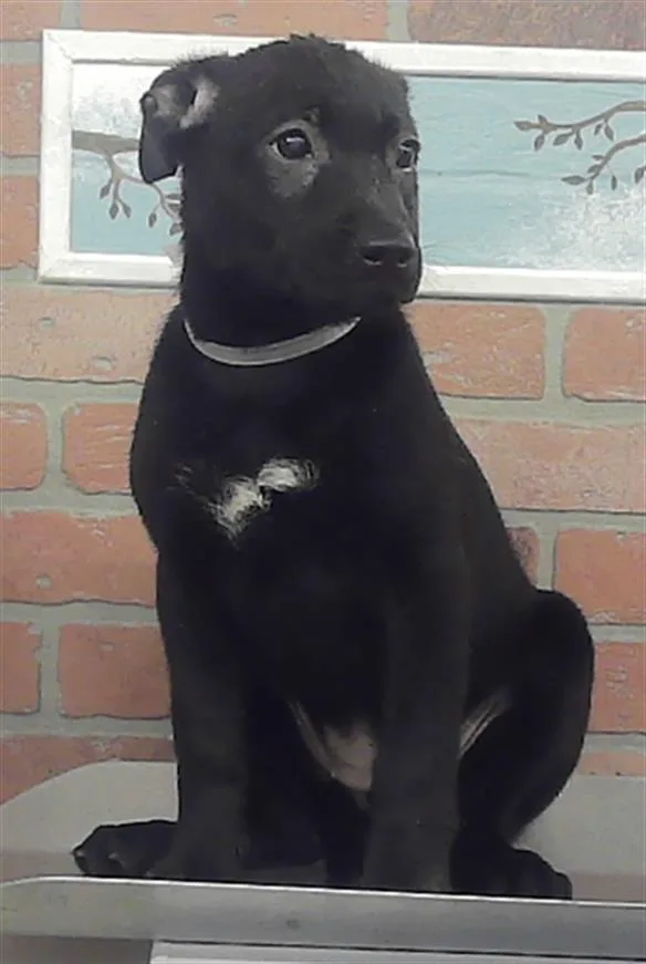 A baby small-sized female Labrador Retriever dog named Paris for adoption in Houston, TX