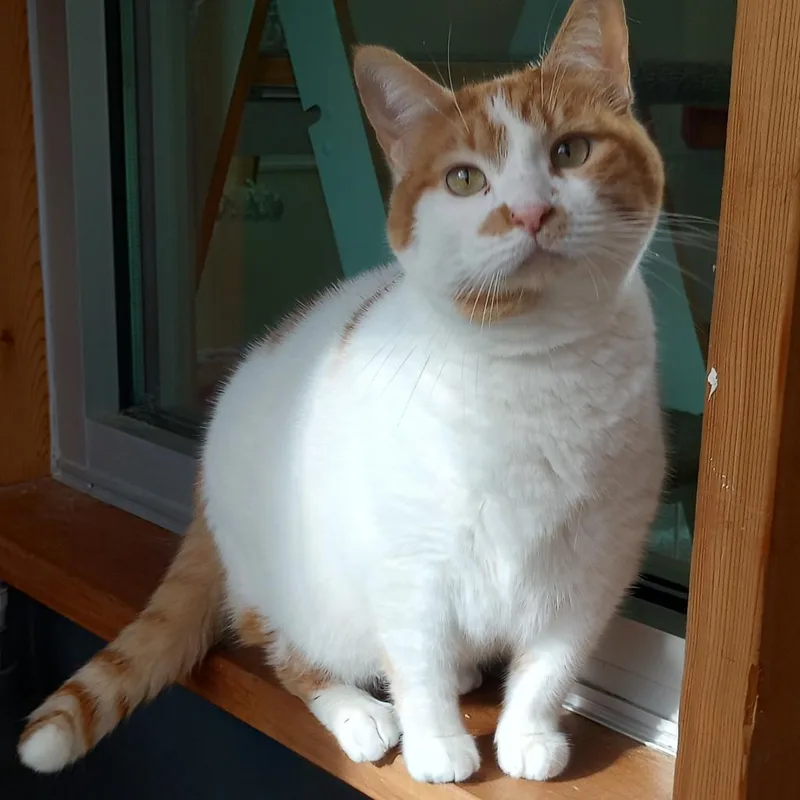 An adult large-sized female Domestic Short Hair cat named Aubry for adoption in Cumming, GA
