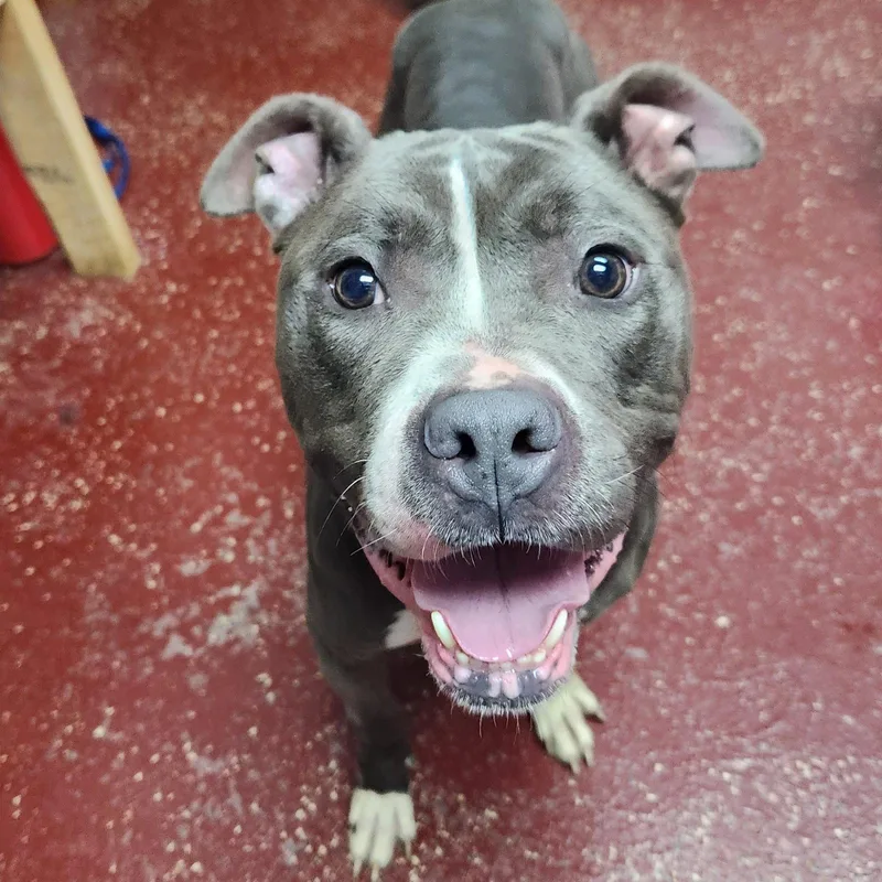 An adult medium-sized female Pit Bull Terrier dog named Rosalind for adoption in Fargo, ND