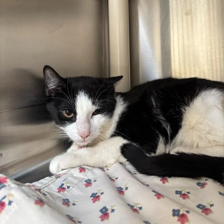 An adult medium-sized male Black Domestic Short Hair cat named Eggbert for adoption in Walden, NY