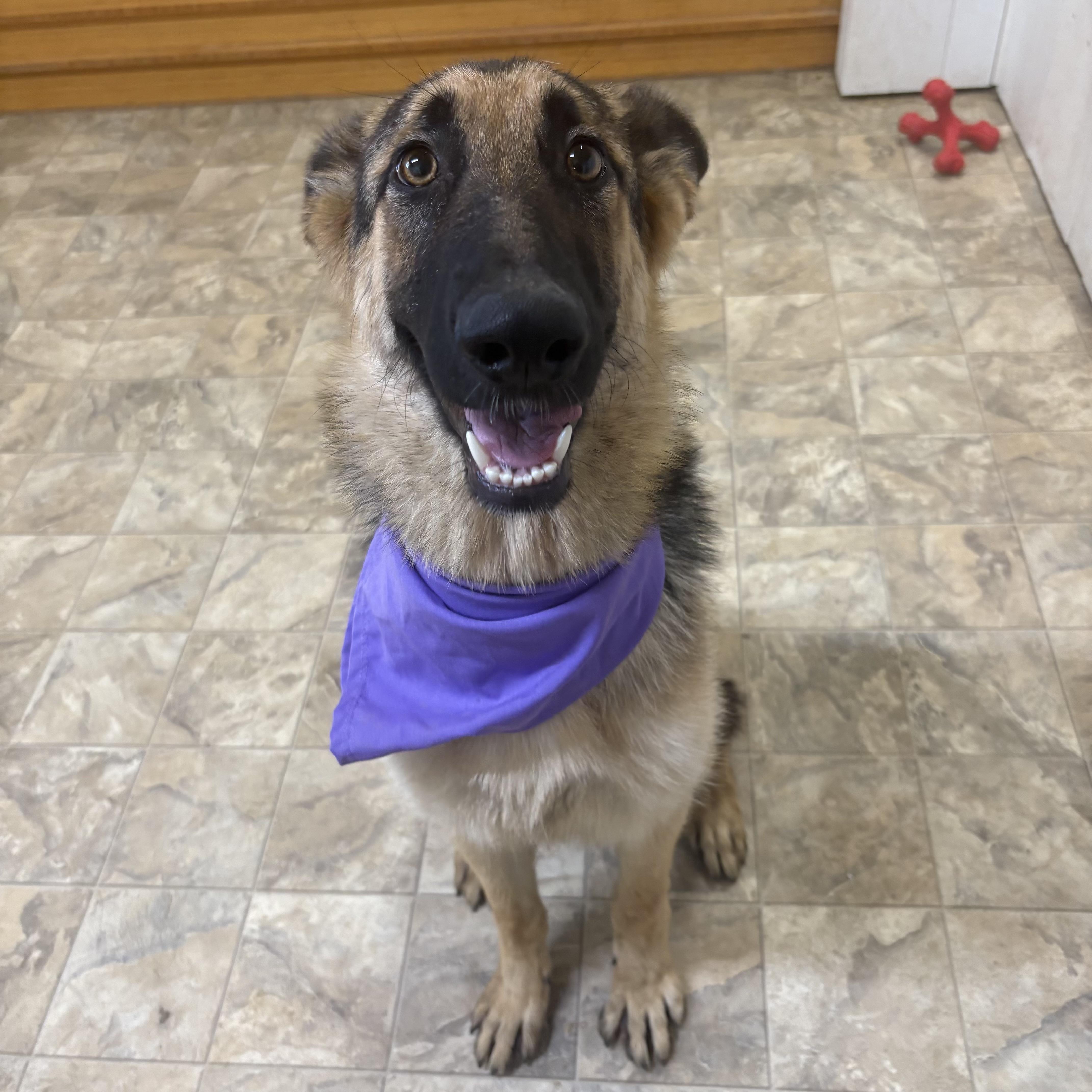 An adult medium-sized female Shepherd dog named Shelby for adoption in Pilot Point, TX