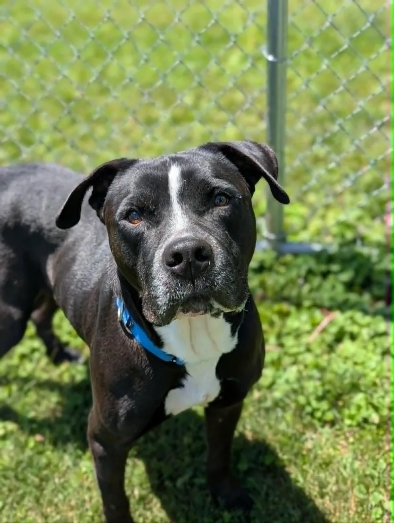 A senior large-sized male Black Terrier dog named Thor for adoption in Chambersburg, PA
