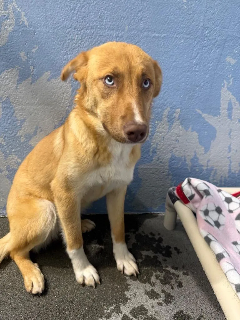 A baby medium-sized female German Shepherd Dog dog named Hazelnut for adoption in Brookings, OR