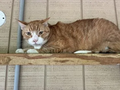 An adult medium-sized male Domestic Short Hair cat named Corn Chex for adoption in Bloomsburg, PA