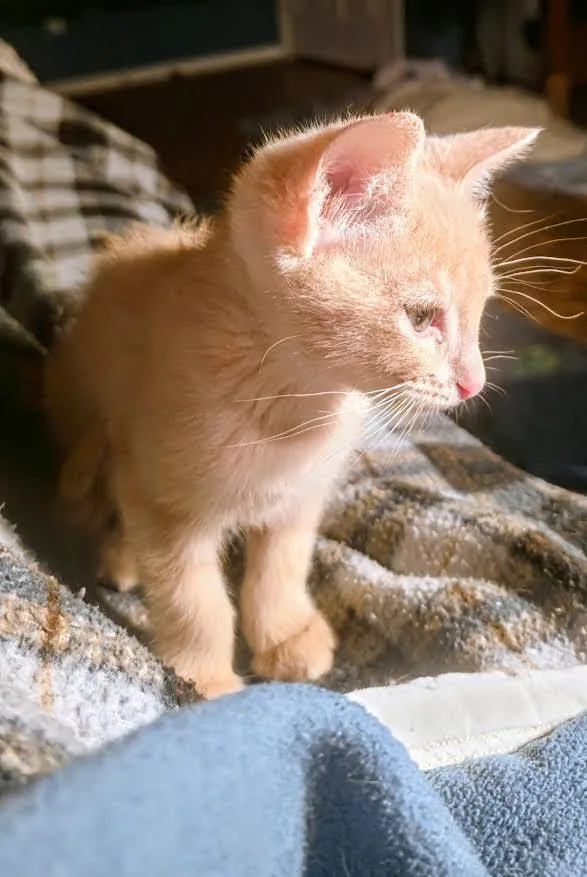 A baby small-sized male Buff & White Domestic Short Hair cat named Pinkman Grey Brasuell for adoption in Morrison, CO