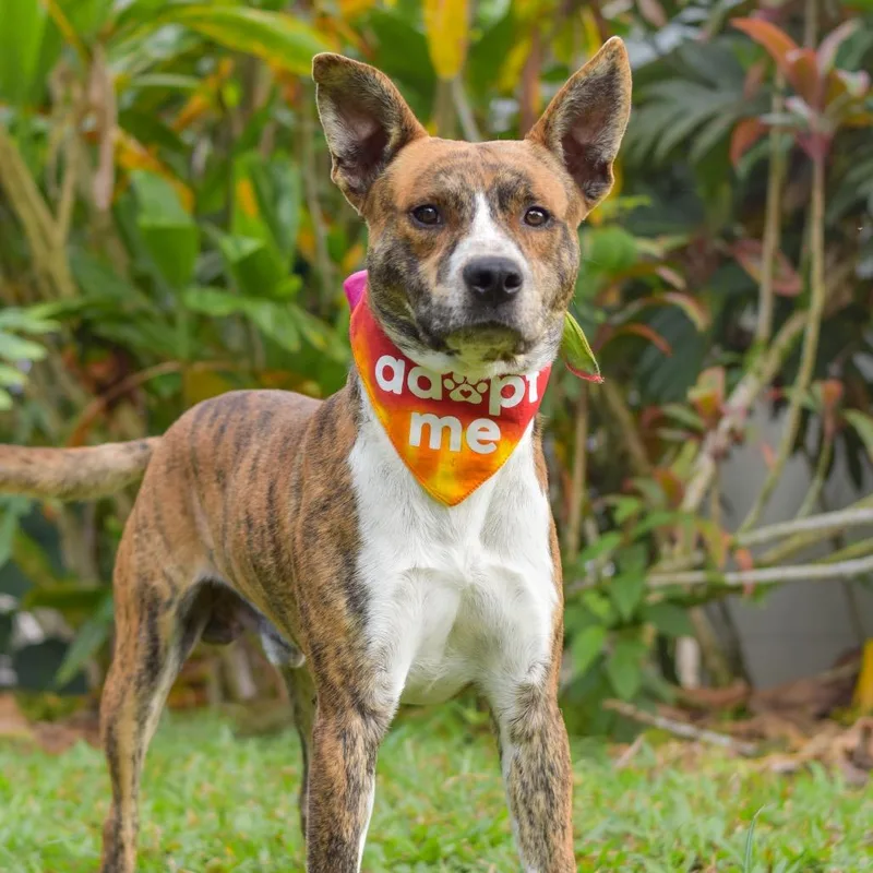An adult medium-sized male Brindle Mixed Breed dog named Rugby for adoption in Kailua Kona, HI
