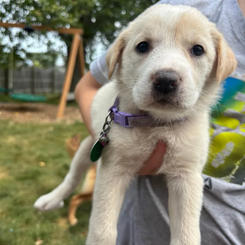 A baby small-sized female Yellow / Tan / Blond / Fawn Mixed Breed dog named Phlox for adoption in Buffalo, MN