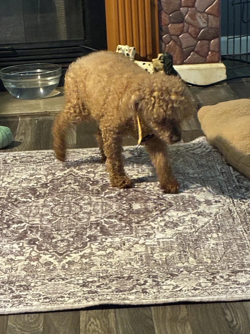 A senior small-sized male Poodle dog named Rusty for adoption in Middlesex, NC