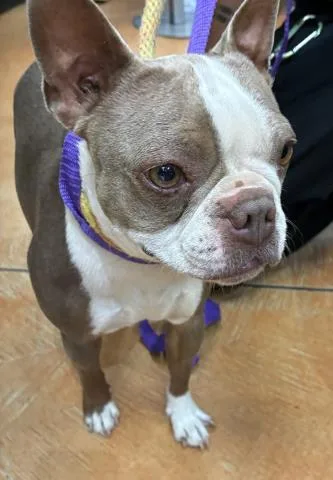 An adult small-sized female Boston Terrier dog named A for adoption in Rancho Cucamonga, CA