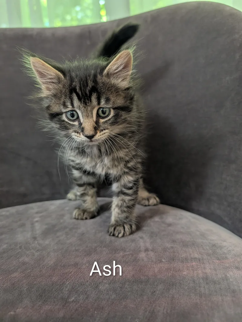 A baby small-sized male Tabby (Brown / Chocolate) Domestic Medium Hair cat named Ash The Trees for adoption in Norwalk, CT