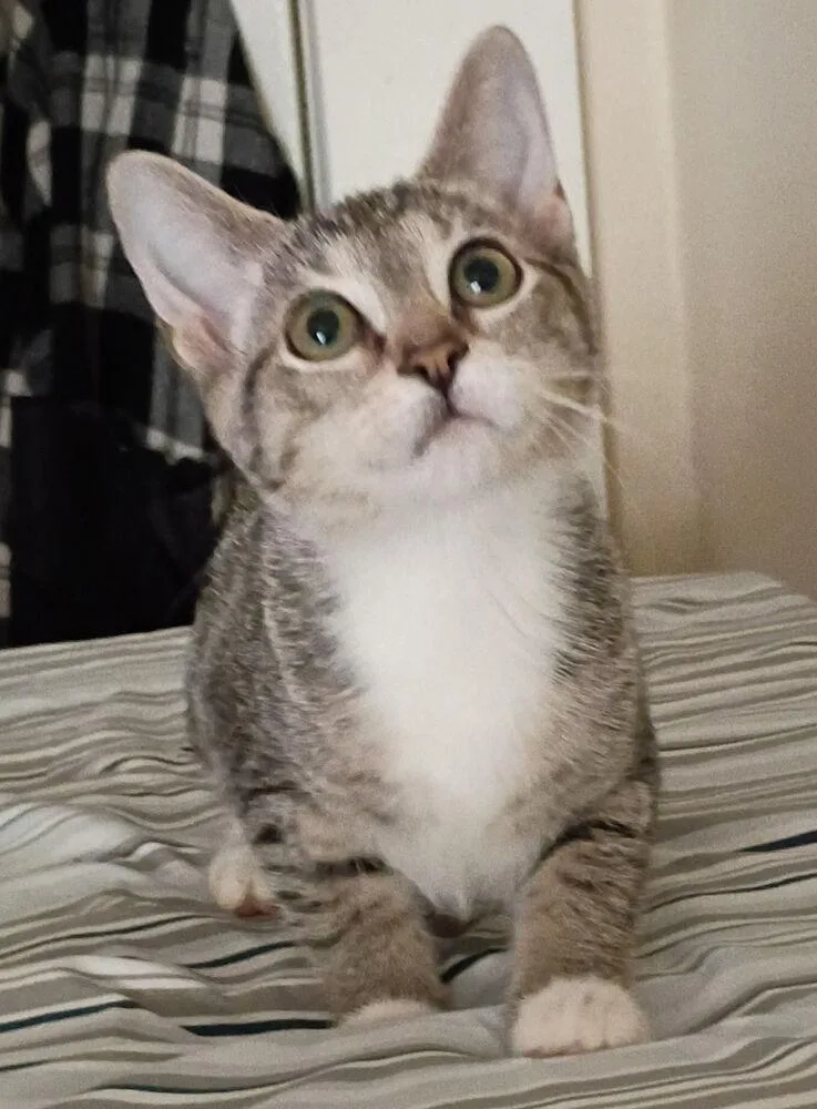 A baby small-sized female Gray & White Domestic Short Hair cat named Cat Benatar for adoption in Jackson, GA