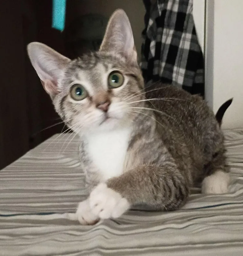Cat Benatar thumbnail 2