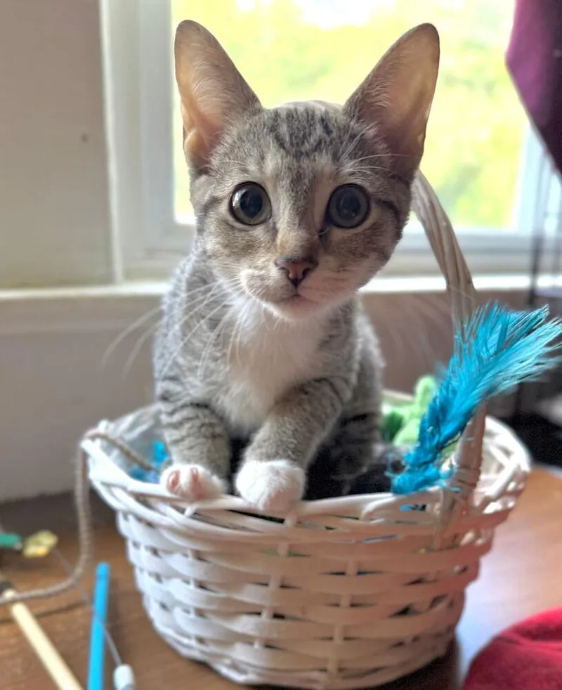 Cat Benatar thumbnail 3
