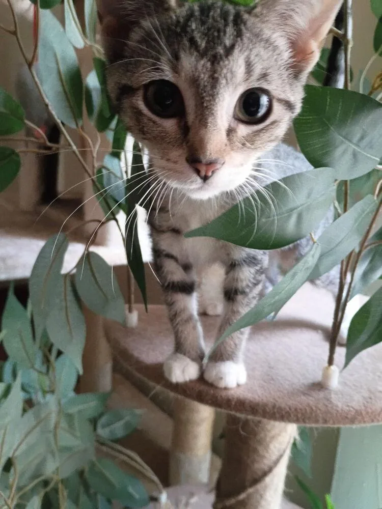 Cat Benatar thumbnail 4