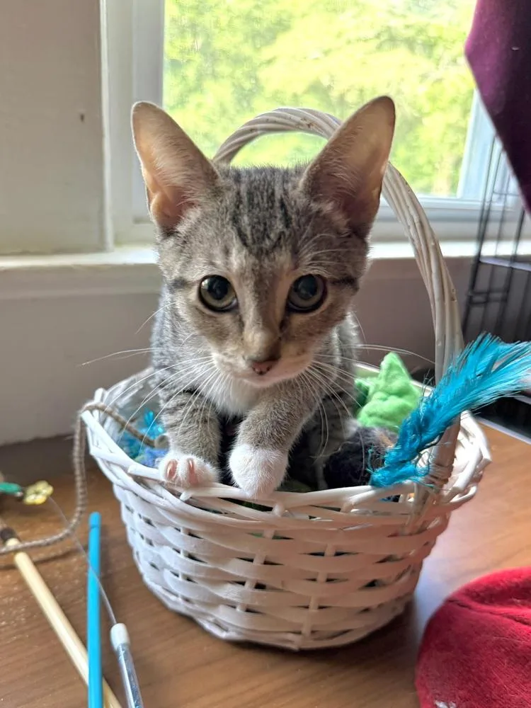 Cat Benatar thumbnail 5