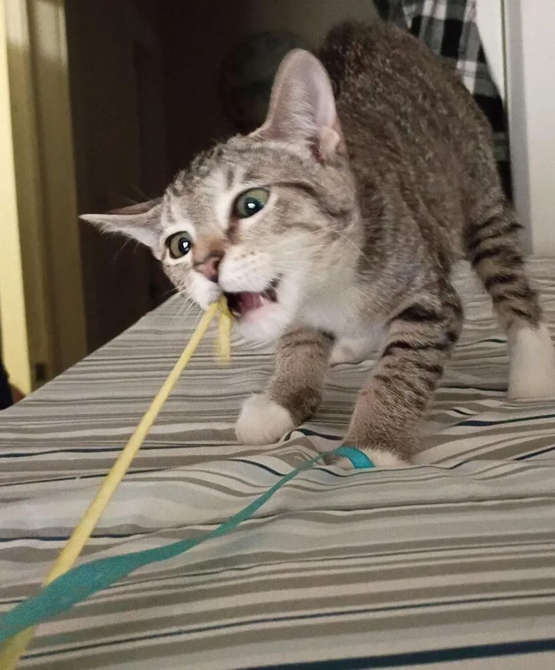 Cat Benatar thumbnail 6