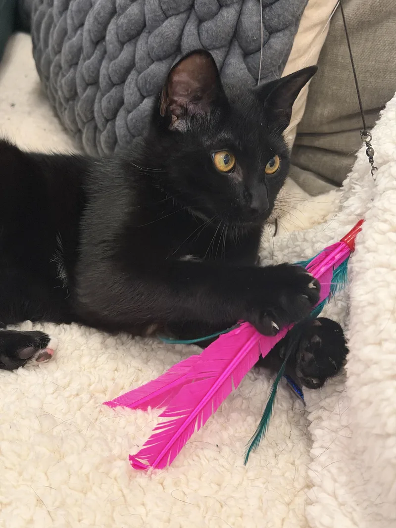 A young medium-sized male Black Domestic Short Hair cat named Longchamp for adoption in brooklyn, NY