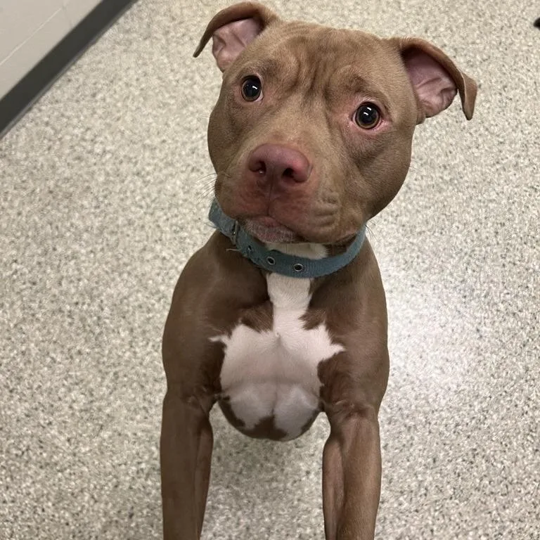 An adult medium-sized male Brown / Chocolate Pit Bull Terrier dog named Frogger for adoption in Cedar Rapids, IA
