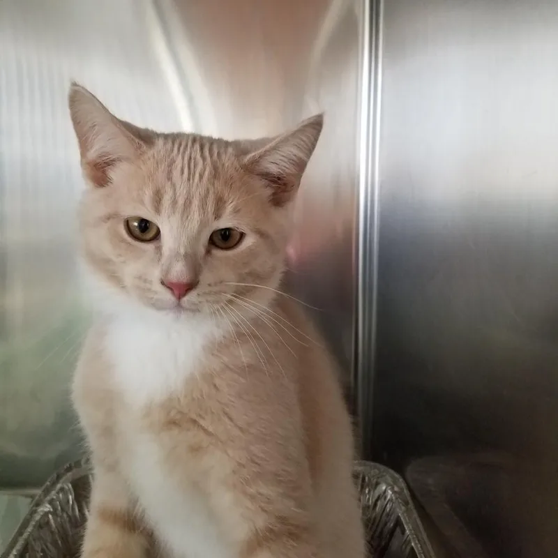An adult large-sized male Buff / Tan / Fawn Domestic Short Hair cat named Sugar Tan for adoption in Hamburg, NY