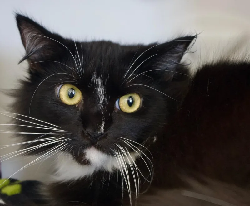 A young medium-sized female Domestic Long Hair cat named Chandra for adoption in Shoreline, WA