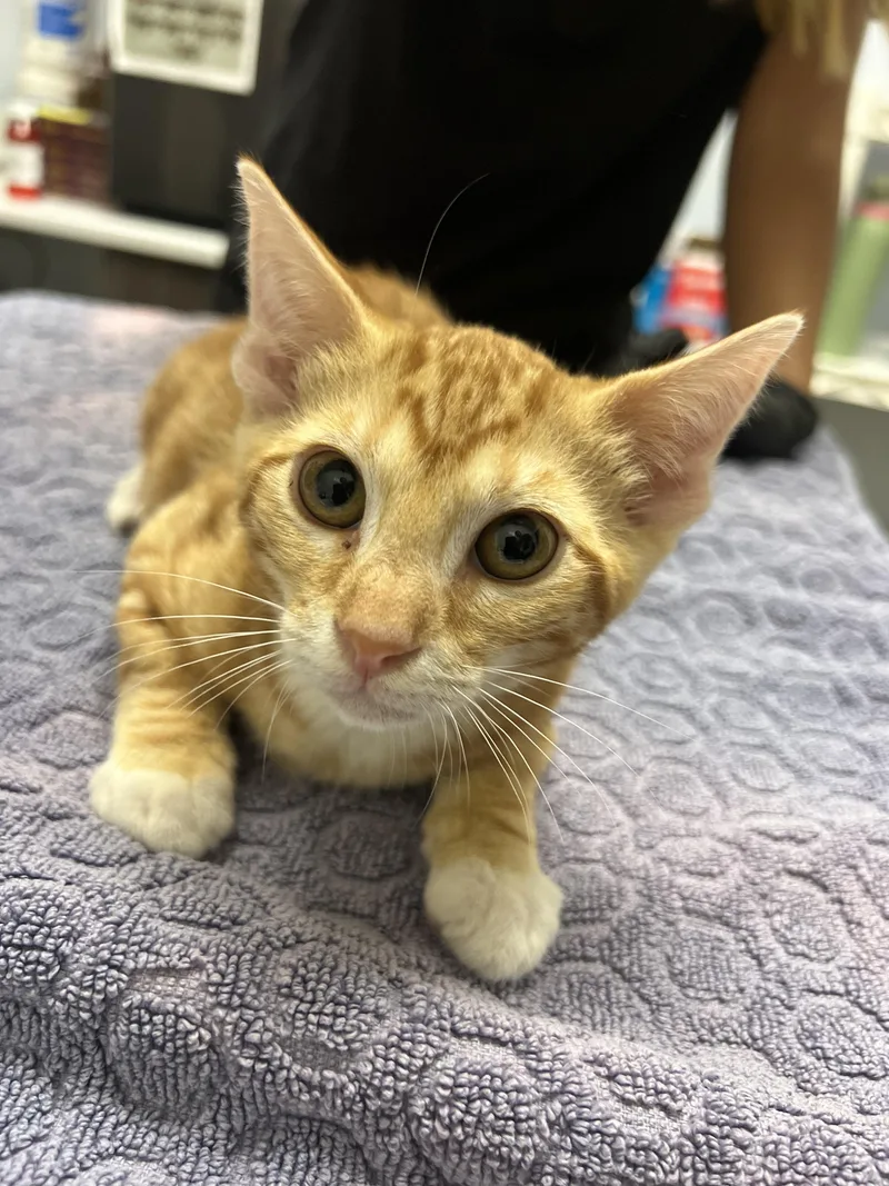 A baby small-sized male Domestic Short Hair cat named Mango for adoption in Chico, CA