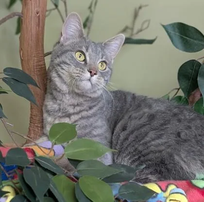 A young medium-sized male Domestic Short Hair cat named Bean for adoption in Hastings, NE