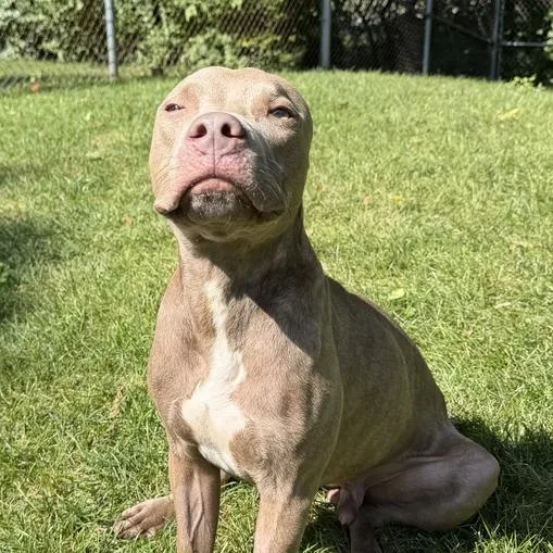 A young medium-sized male Brown / Chocolate Pit Bull Terrier dog named Steven for adoption in Dayton, OH