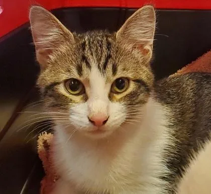 A young large-sized male Domestic Short Hair cat named Wood for adoption in Kansas City, MO