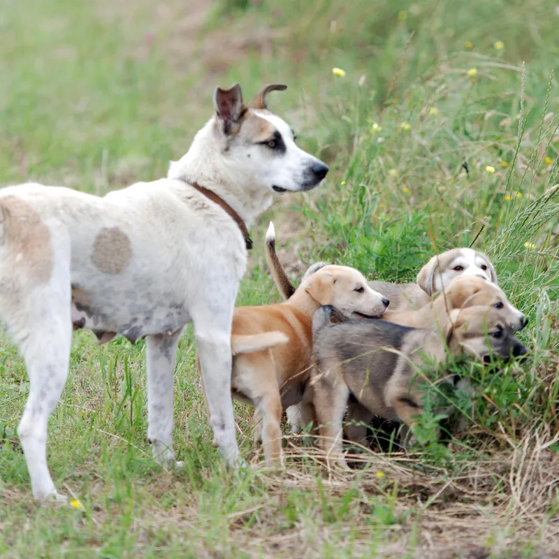 An adult medium-sized female White / Cream Australian Cattle Dog / Blue Heeler dog named Sally for adoption in Madisonville, TX