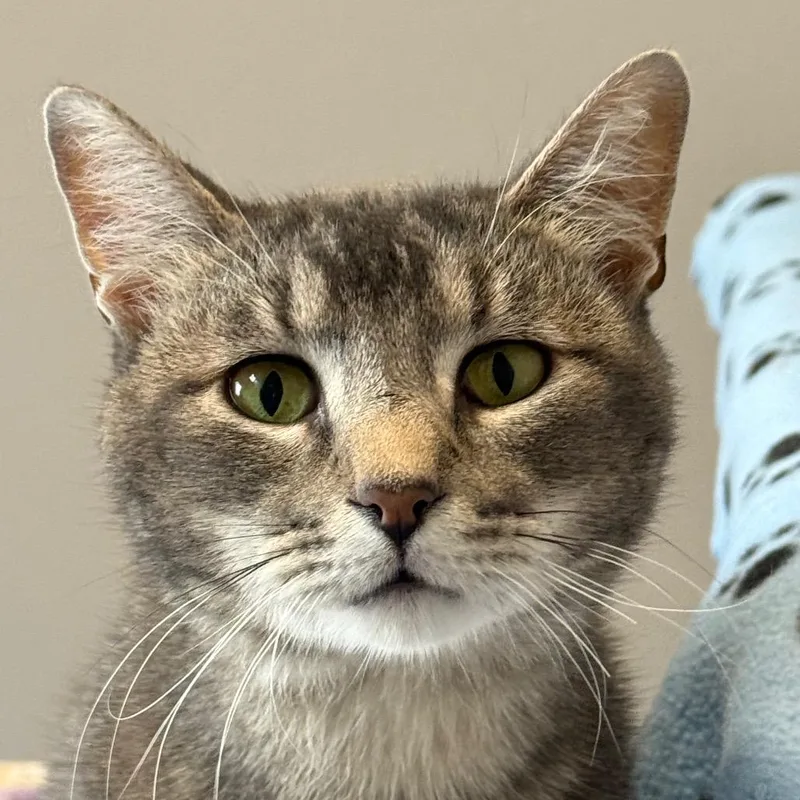 A young medium-sized male Gray / Blue / Silver Domestic Short Hair cat named Grandaddy for adoption in Chicago, IL