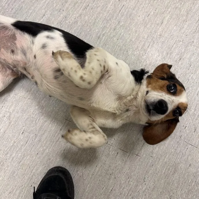 Peanut