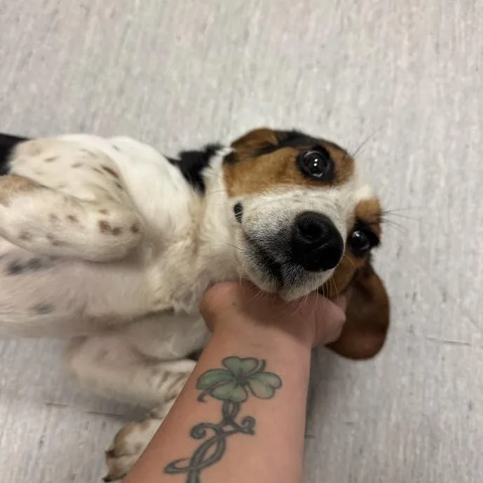 Peanut thumbnail 2