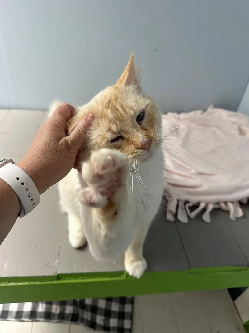 A young small-sized male Siamese cat named Lucky for adoption in Stover, MO