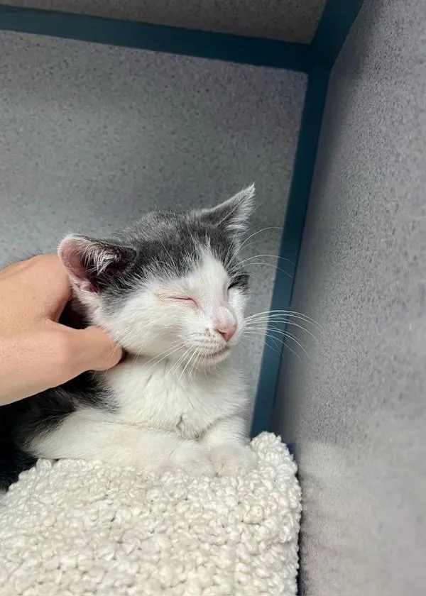 A baby small-sized female Domestic Short Hair cat named Gal Gadot for adoption in Skillman, NJ