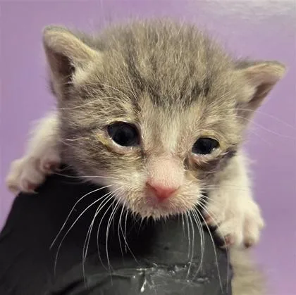 A baby small-sized female Gray / Blue / Silver Domestic Short Hair cat named Hannah for adoption in El Paso, TX