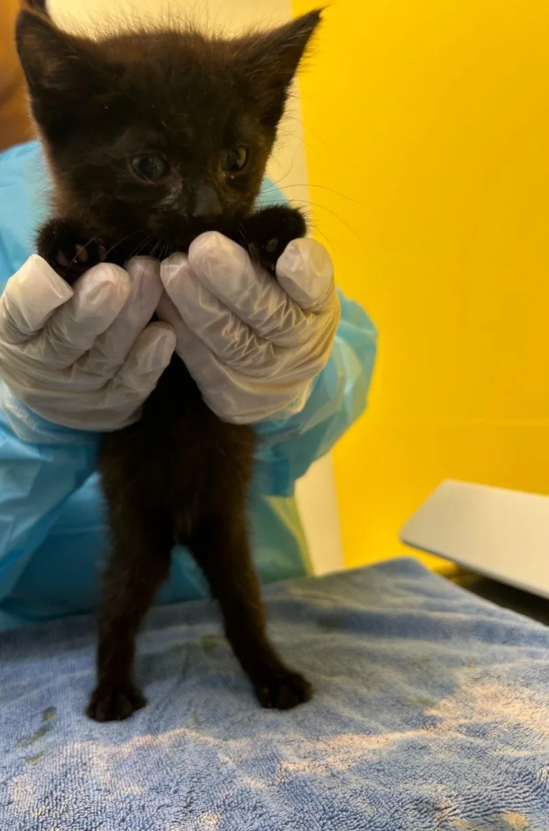A baby small-sized male Black Domestic Short Hair cat named Taco for adoption in Raleigh, NC