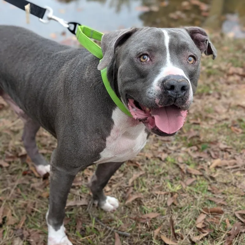 An adult large-sized male Gray / Blue / Silver Pit Bull Terrier dog named Bartley for adoption in Covington, GA