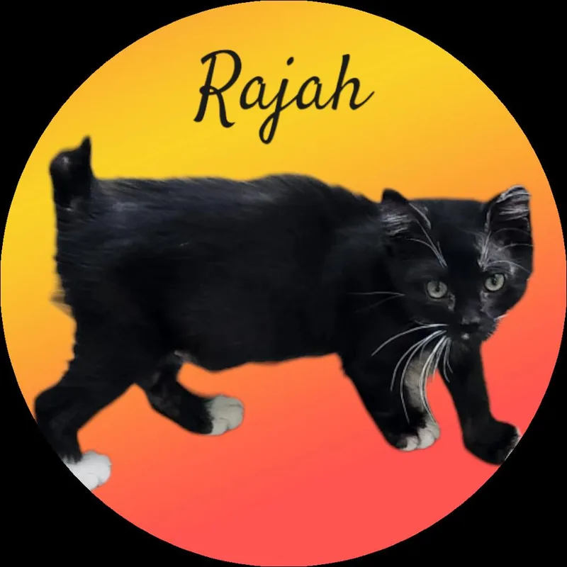 Rajah
