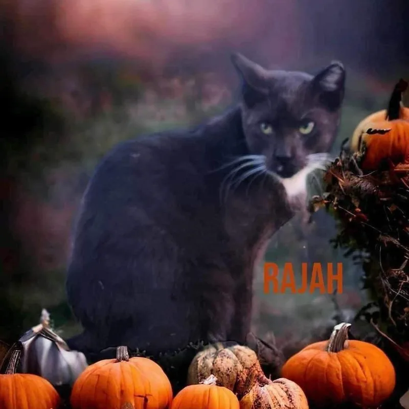 Rajah thumbnail 2
