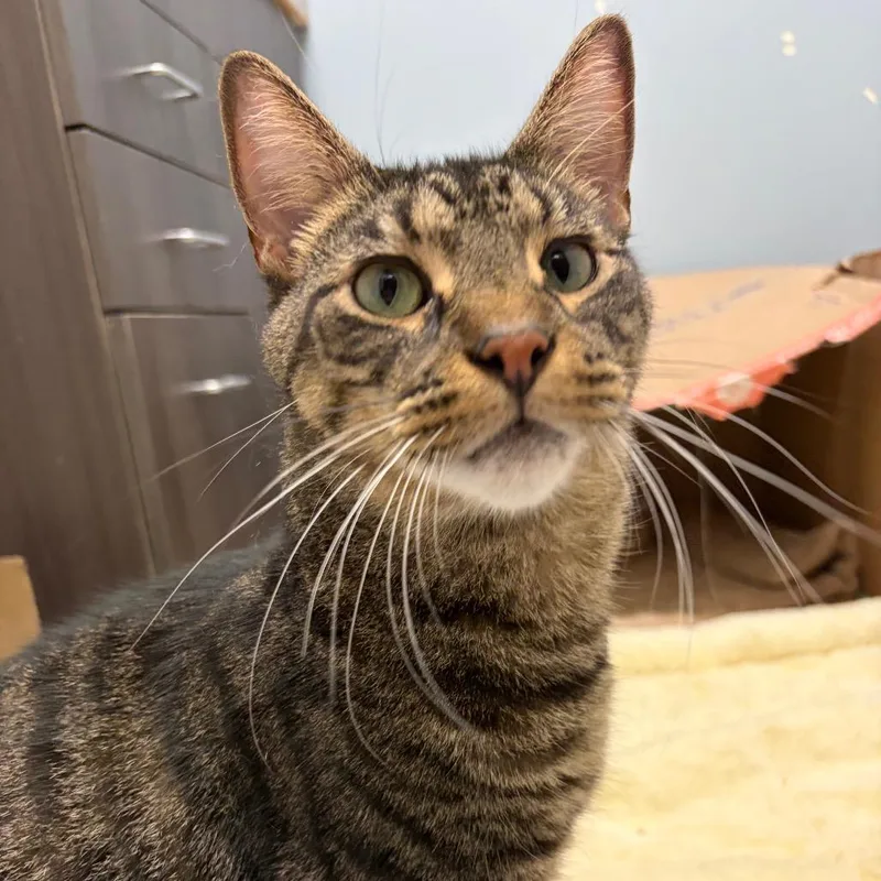 An adult small-sized male Domestic Short Hair cat named Josh We're a bonded for adoption in Oak Park, IL