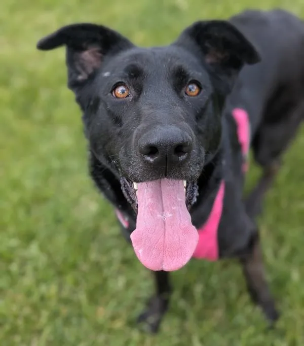 An adult large-sized female Labrador Retriever dog named Jelly for adoption in Santa Rosa, CA