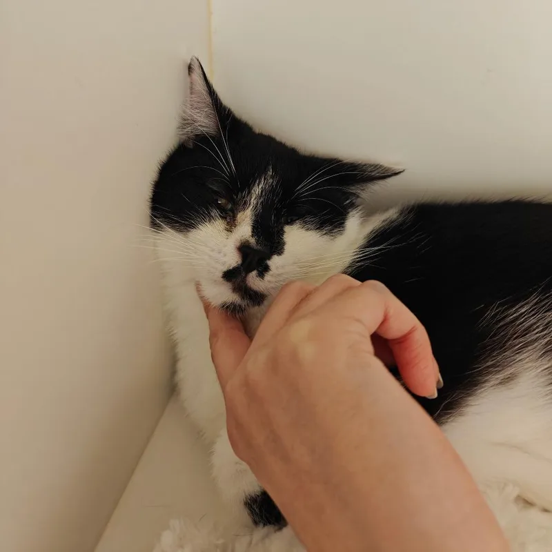 Amelia thumbnail 5