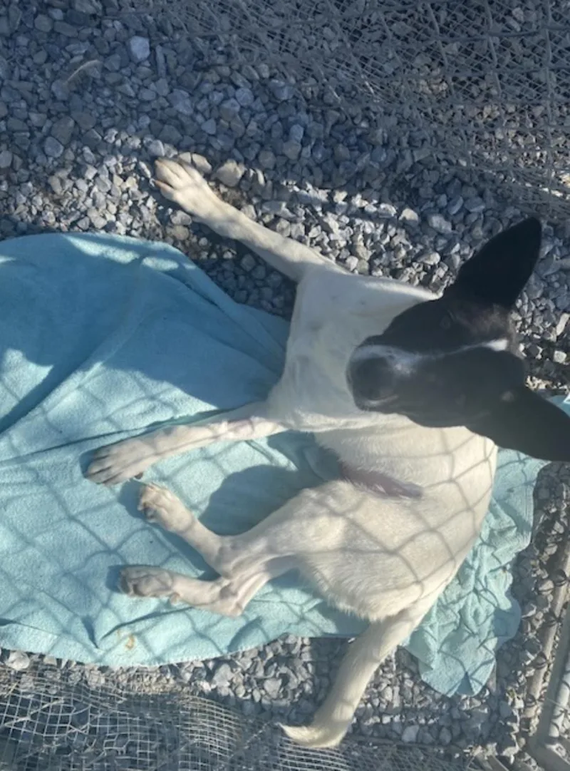 A young medium-sized female Border Collie dog named Fritzy for adoption in Coatesville, PA