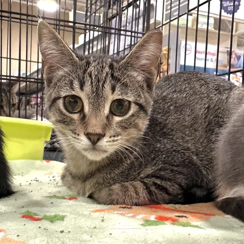 A baby small-sized female Tabby (Brown / Chocolate) Domestic Short Hair cat named Camden for adoption in Panama City Beach, FL