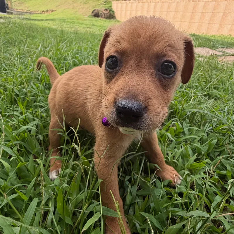 A baby medium-sized female Golden Beagle dog named Nova Tiny But for adoption in Carolina, PR