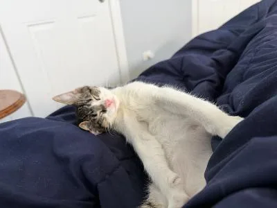 A baby medium-sized female White Domestic Short Hair cat named Star Spangled for adoption in Mokena, IL