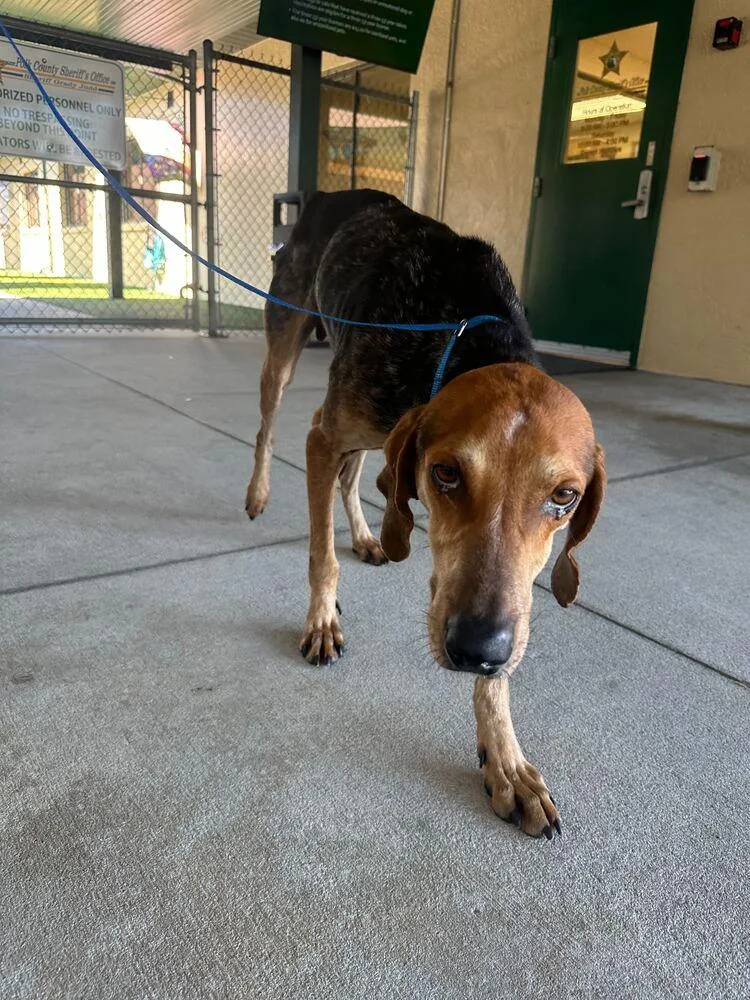 An adult medium-sized male Tricolor (Brown, Black, & White) Hound dog named Hubert for adoption in Lakeland, FL