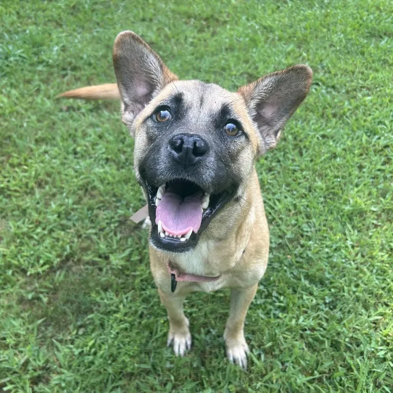 An adult medium-sized female Yellow / Tan / Blond / Fawn Shepherd dog named Magpie for adoption in Shermans Dale, PA